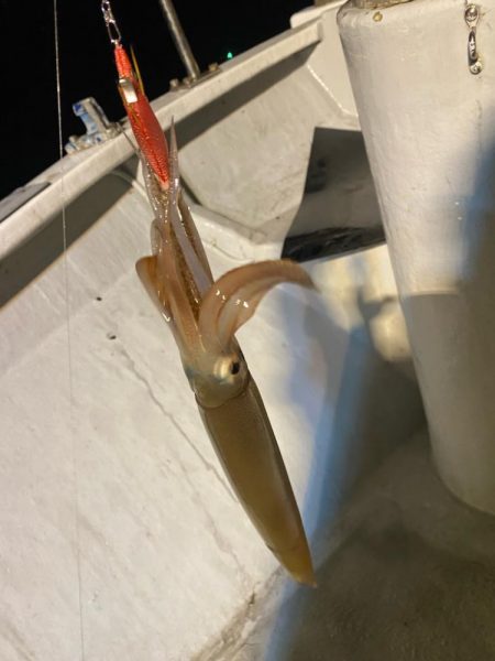 鳥取イカメタルリベンジ