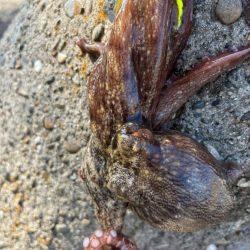 オクトパッシング15