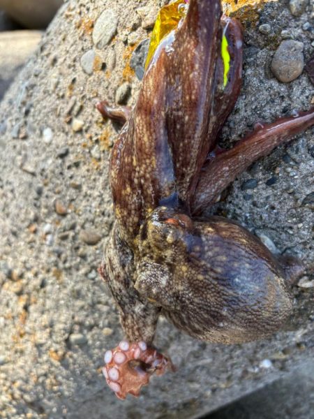 オクトパッシング15