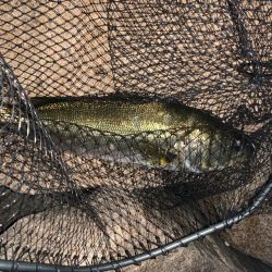 夏の朝シーバス