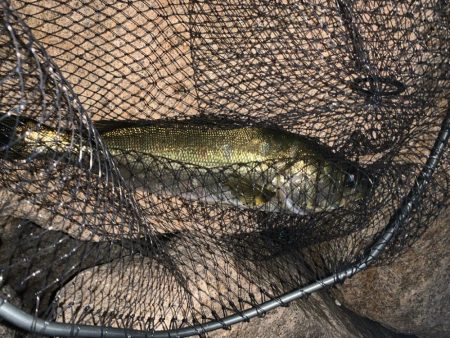 夏の朝シーバス