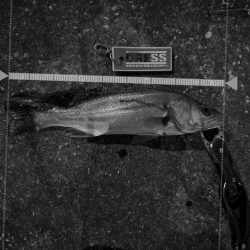 大好きなBlueBlueのルアーで縛ってみた(2,3本目)