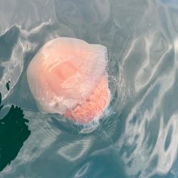 しごおわボートアジング