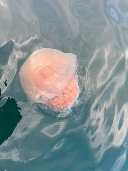 しごおわボートアジング