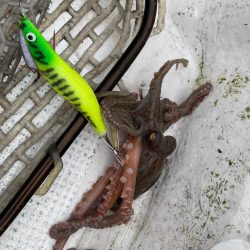 タコ釣り
