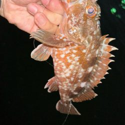 サイズアップライトワインド