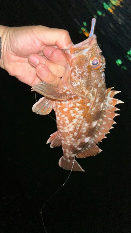 サイズアップライトワインド