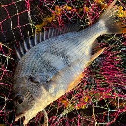 ヘチってきました