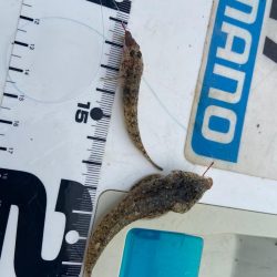 シロギスタキビレスタ