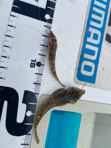 シロギスタキビレスタ