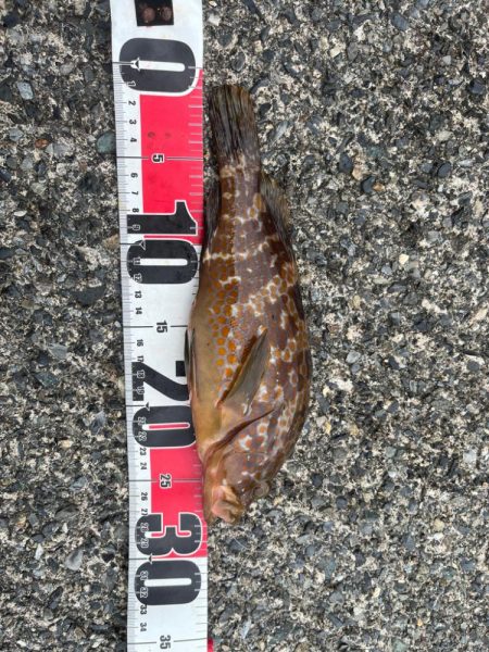 小浜ライトロック