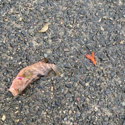 チニングのはずが、、