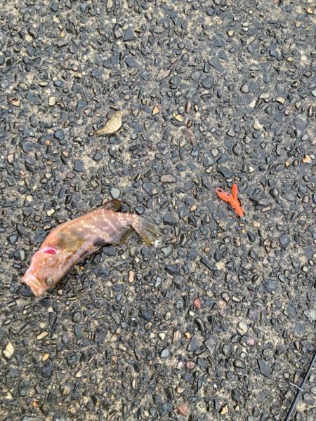 チニングのはずが、、