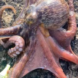 ⭐︎釣れ過ぎ注意