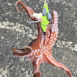 ⭐︎コスパ良し