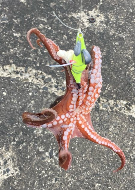 ⭐︎コスパ良し