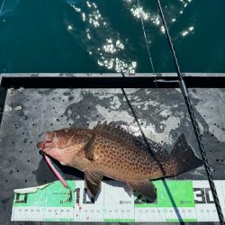 良型オオモンハタ