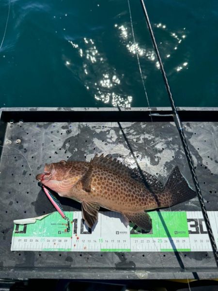 良型オオモンハタ