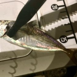 なんとかギリギリ中サイズ🐟