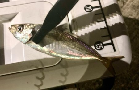 なんとかギリギリ中サイズ🐟