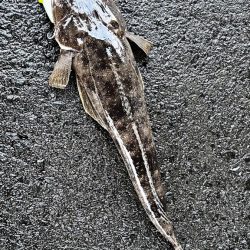 マゴチをバイブレーションで釣る