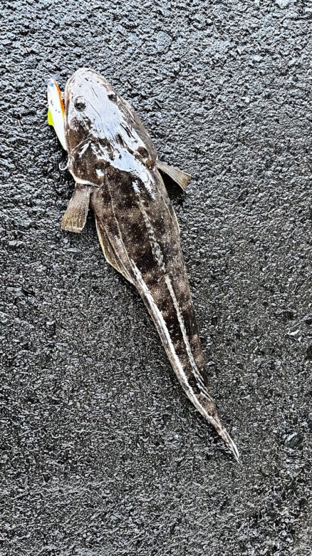 マゴチをバイブレーションで釣る