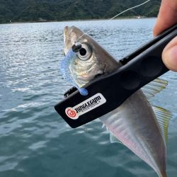 沖合い調査🎣