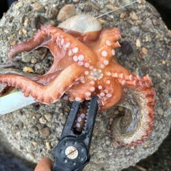 オクトパッシング16