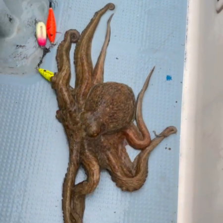 タコ/エギタコ&アジ/サビキ