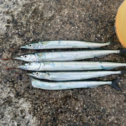 サヨリいてましたよー。