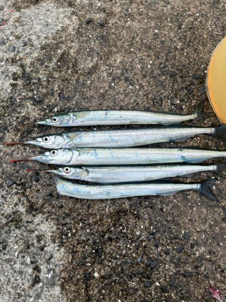 サヨリいてましたよー。