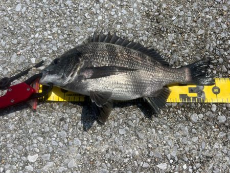 熱中症注意!チヌフカセ