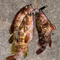 クロダイなど四目達成