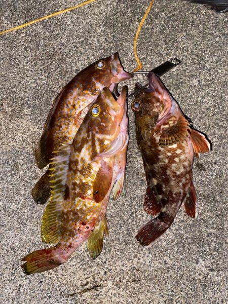 クロダイなど四目達成