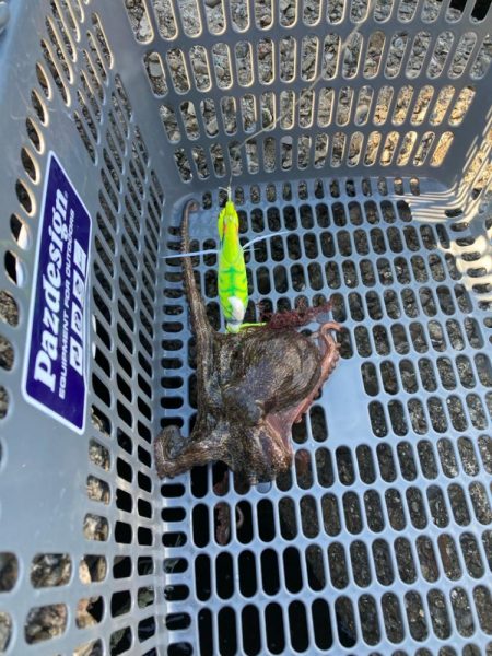 ⭐︎そろそろ苦潮気配