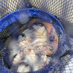 船タコいい感じ