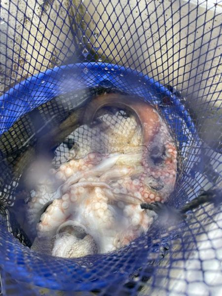 船タコいい感じ