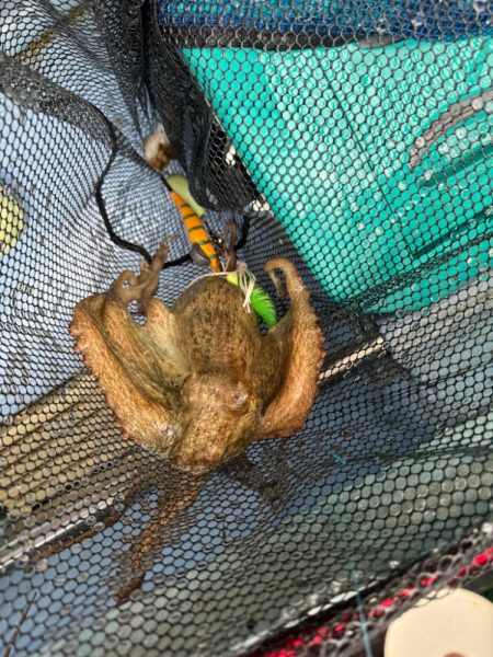 釣り船西海　明石タコ釣り