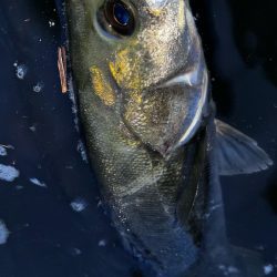 鉄板バイブが効きすぎる！