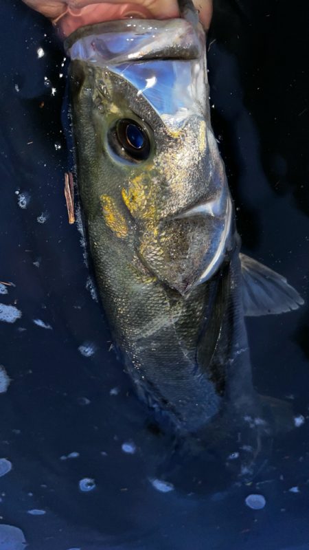 鉄板バイブが効きすぎる！