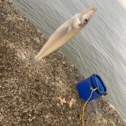 雨上がりのシロギスタ