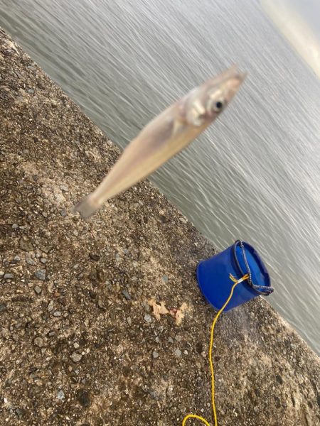雨上がりのシロギスタ
