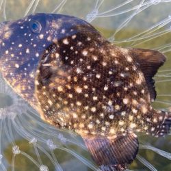 マキマキ+ジギングサビキ最強にゃ!