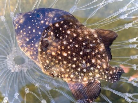 マキマキ+ジギングサビキ最強にゃ!