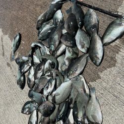 魚津港フカセ釣り