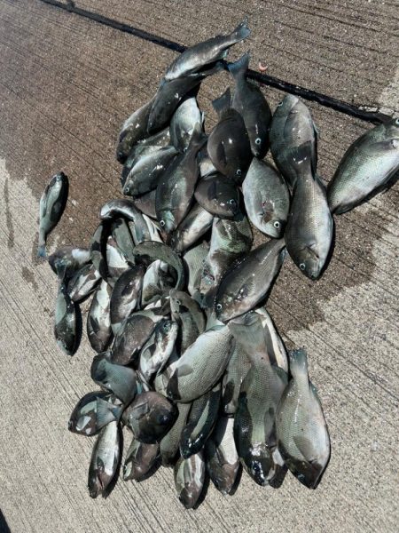 魚津港フカセ釣り