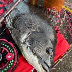 ヘチってきました