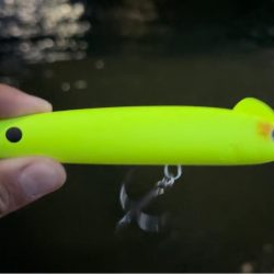 初めてちゃんとスネコンで釣れたっ！しかも150S!