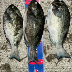 魚津港 フカセ夜釣り