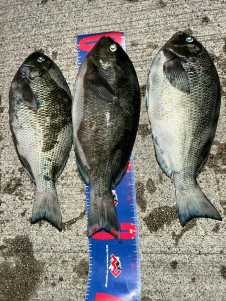 魚津港 フカセ夜釣り